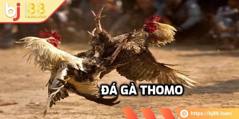 Những thông tin chính xoay quanh đá gà thomo BJ88